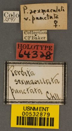 Perdita sexmaculata var. punctata by the Smithsonian. Used under a CC0 license.