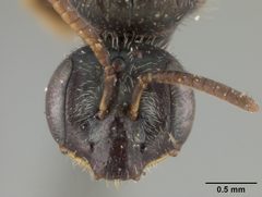 Perdita sexmaculata var. punctata by the Smithsonian. Used under a CC0 license.