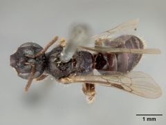 Perdita sexmaculata var. punctata by the Smithsonian. Used under a CC0 license.