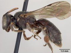 Protandrena foveata by the Smithsonian. Used under a CC0 license.