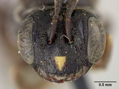 Protandrena foveata by the Smithsonian. Used under a CC0 license.