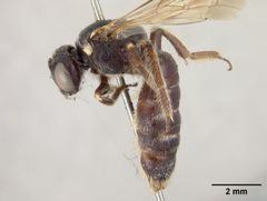 Protandrena maurula by the Smithsonian. Used under a CC0 license.