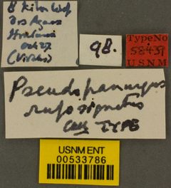 Pseudopanurgus rufosignatus by the Smithsonian. Used under a CC0 license.