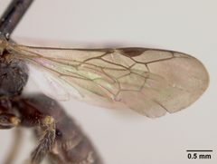 Pseudopanurgus stevensi by the Smithsonian. Used under a CC0 license.