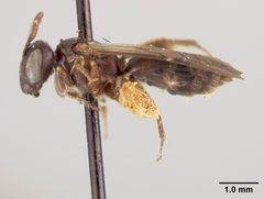Pseudopanurgus stevensi by the Smithsonian. Used under a CC0 license.