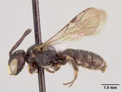 Pseudopanurgus stevensi by the Smithsonian. Used under a CC0 license.