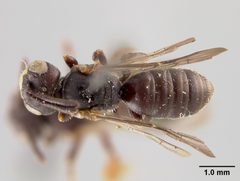 Pseudopanurgus stevensi by the Smithsonian. Used under a CC0 license.
