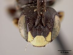 Pseudopanurgus stevensi by the Smithsonian. Used under a CC0 license.