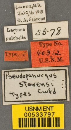 Pseudopanurgus stevensi by the Smithsonian. Used under a CC0 license.