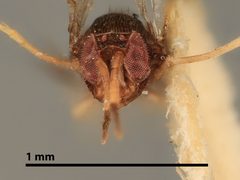 Coccophagus aleurodici by the Smithsonian. Used under a CC0 license.