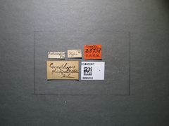 Coccophagus flavoscutellum by the Smithsonian. Used under a CC0 license.