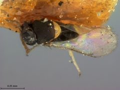 Coccophagus flavoscutellum by the Smithsonian. Used under a CC0 license.