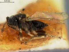 Coccophagus flavoscutellum by the Smithsonian. Used under a CC0 license.