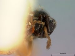 Coccophagus flavoscutellum by the Smithsonian. Used under a CC0 license.