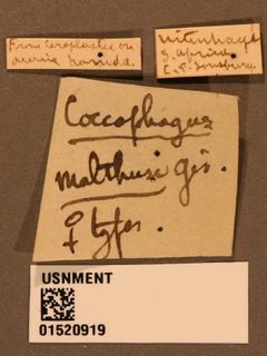 Coccophagus malthusi by the Smithsonian. Used under a CC0 license.