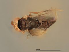 Coccophagus malthusi by the Smithsonian. Used under a CC0 license.
