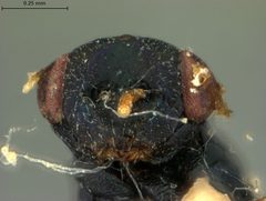 Gyrolasia nigrocyaneus by the Smithsonian. Used under a CC0 license.