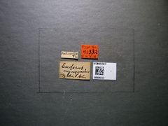 Gyrolasia nigrocyaneus by the Smithsonian. Used under a CC0 license.