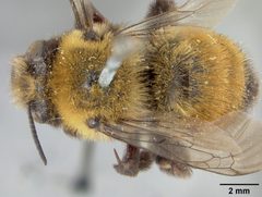Anthophora bomboides neomexicana by the Smithsonian. Used under a CC0 license.