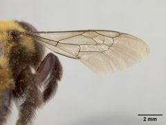 Anthophora bomboides neomexicana by the Smithsonian. Used under a CC0 license.
