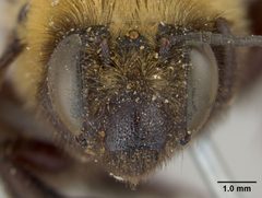 Anthophora bomboides neomexicana by the Smithsonian. Used under a CC0 license.