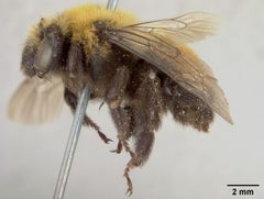 Anthophora bomboides neomexicana by the Smithsonian. Used under a CC0 license.