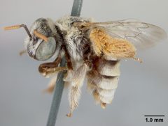 Anthophorula (Anthophorula) compactula by the Smithsonian. Used under a CC0 license.