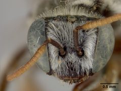Anthophorula (Anthophorula) compactula by the Smithsonian. Used under a CC0 license.