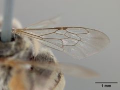 Anthophorula (Anthophorula) compactula by the Smithsonian. Used under a CC0 license.