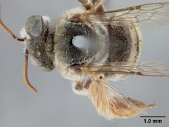 Anthophorula (Anthophorula) compactula by the Smithsonian. Used under a CC0 license.