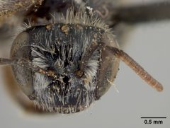 Anthophorula morgani by the Smithsonian. Used under a CC0 license.