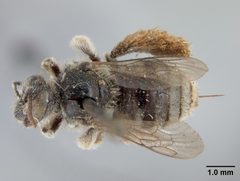 Anthophorula morgani by the Smithsonian. Used under a CC0 license.