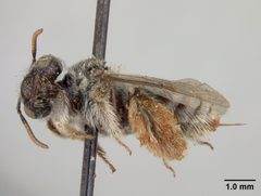 Anthophorula morgani by the Smithsonian. Used under a CC0 license.