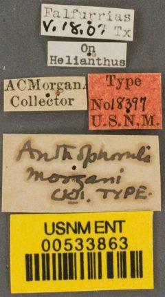 Anthophorula morgani by the Smithsonian. Used under a CC0 license.