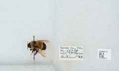 Bombus (Bombus) affinis by the Smithsonian. Used under a CC0 license.
