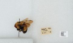 Bombus (Bombus) affinis by the Smithsonian. Used under a CC0 license.