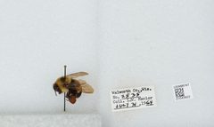Bombus (Bombus) affinis by the Smithsonian. Used under a CC0 license.