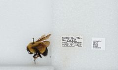 Bombus (Bombus) affinis by the Smithsonian. Used under a CC0 license.