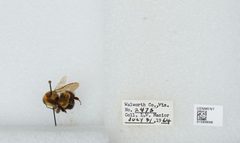 Bombus (Bombus) affinis by the Smithsonian. Used under a CC0 license.