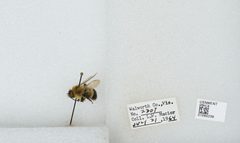 Bombus (Bombus) affinis by the Smithsonian. Used under a CC0 license.