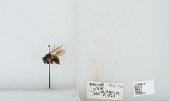 Bombus (Bombus) affinis by the Smithsonian. Used under a CC0 license.