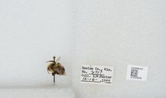 Bombus (Bombus) affinis by the Smithsonian. Used under a CC0 license.