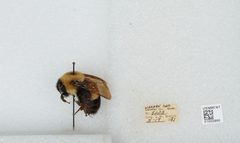 Bombus (Bombus) affinis by the Smithsonian. Used under a CC0 license.