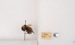 Bombus appositus by the Smithsonian. Used under a CC0 license.