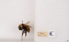 Bombus appositus by the Smithsonian. Used under a CC0 license.