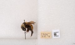 Bombus appositus by the Smithsonian. Used under a CC0 license.