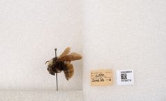 Bombus appositus by the Smithsonian. Used under a CC0 license.
