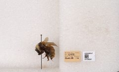 Bombus appositus by the Smithsonian. Used under a CC0 license.