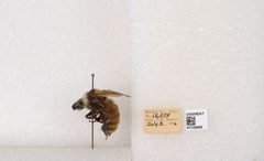Bombus appositus by the Smithsonian. Used under a CC0 license.