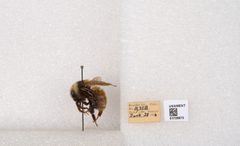 Bombus appositus by the Smithsonian. Used under a CC0 license.